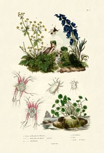 Mites by French School